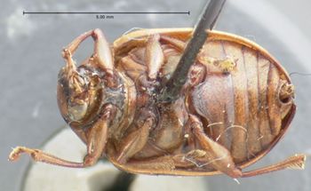 Media type: image; Entomology 17307   Aspect: habitus ventral view